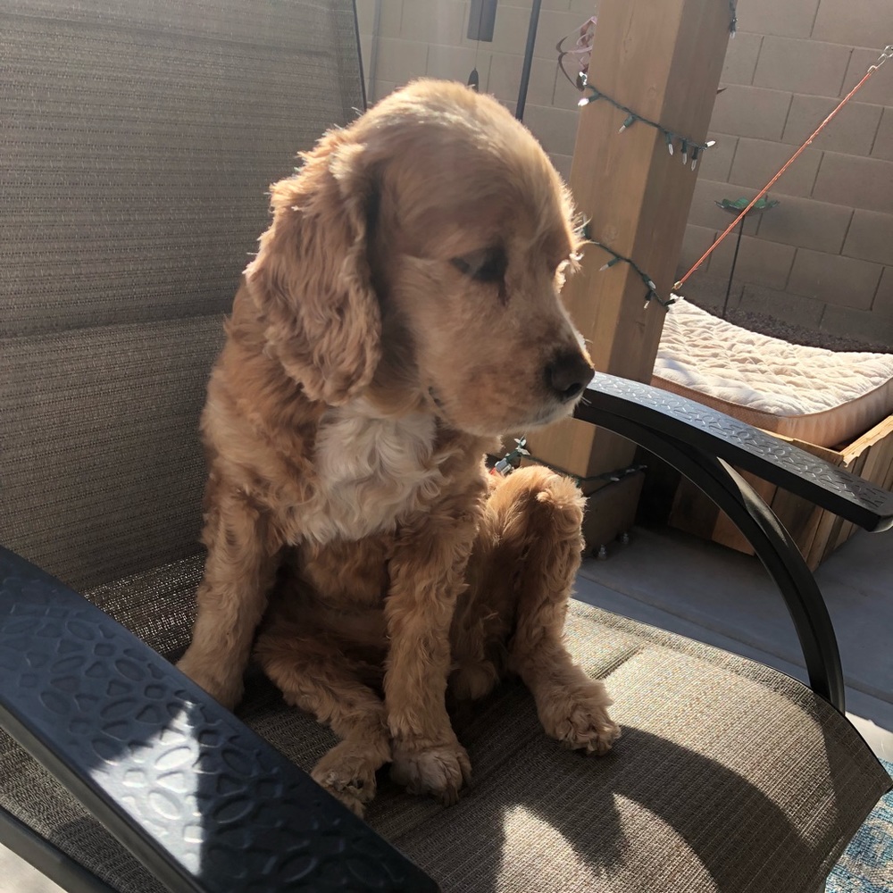 Meet your Posher, Renee